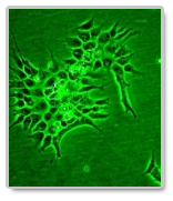 biotechnology essays