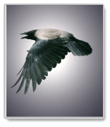 Essays on “The Raven”