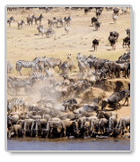 essays on migration