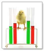 animal experimentation essay