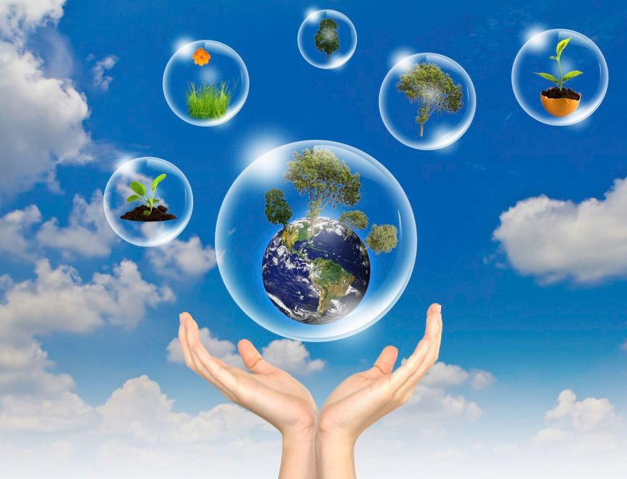 Ashoka roommate essay picture